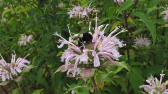 Flowering cover crop. Flowering cover crop.
