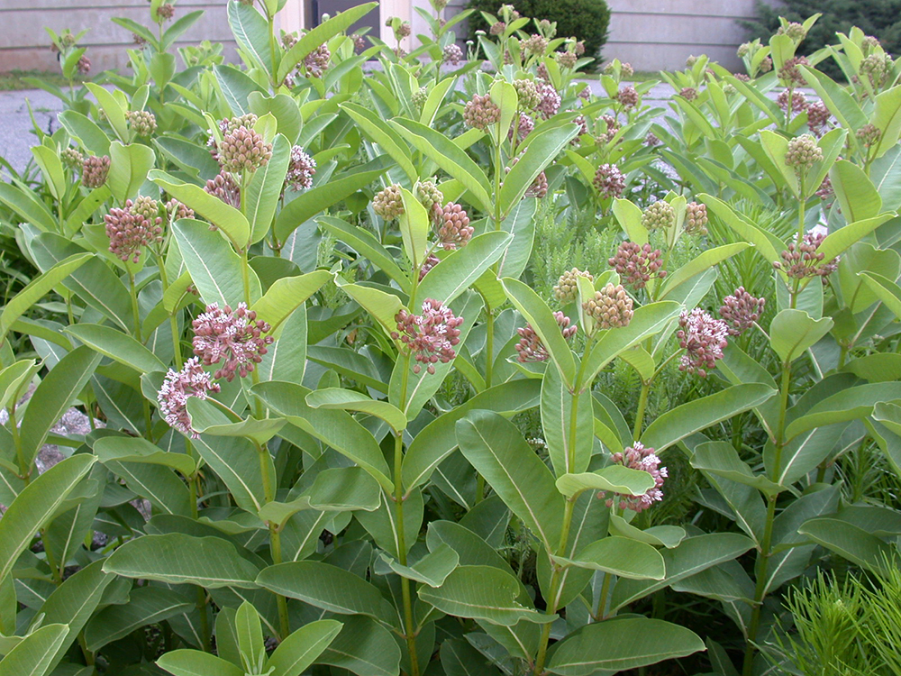 Common milkweed stand in flower