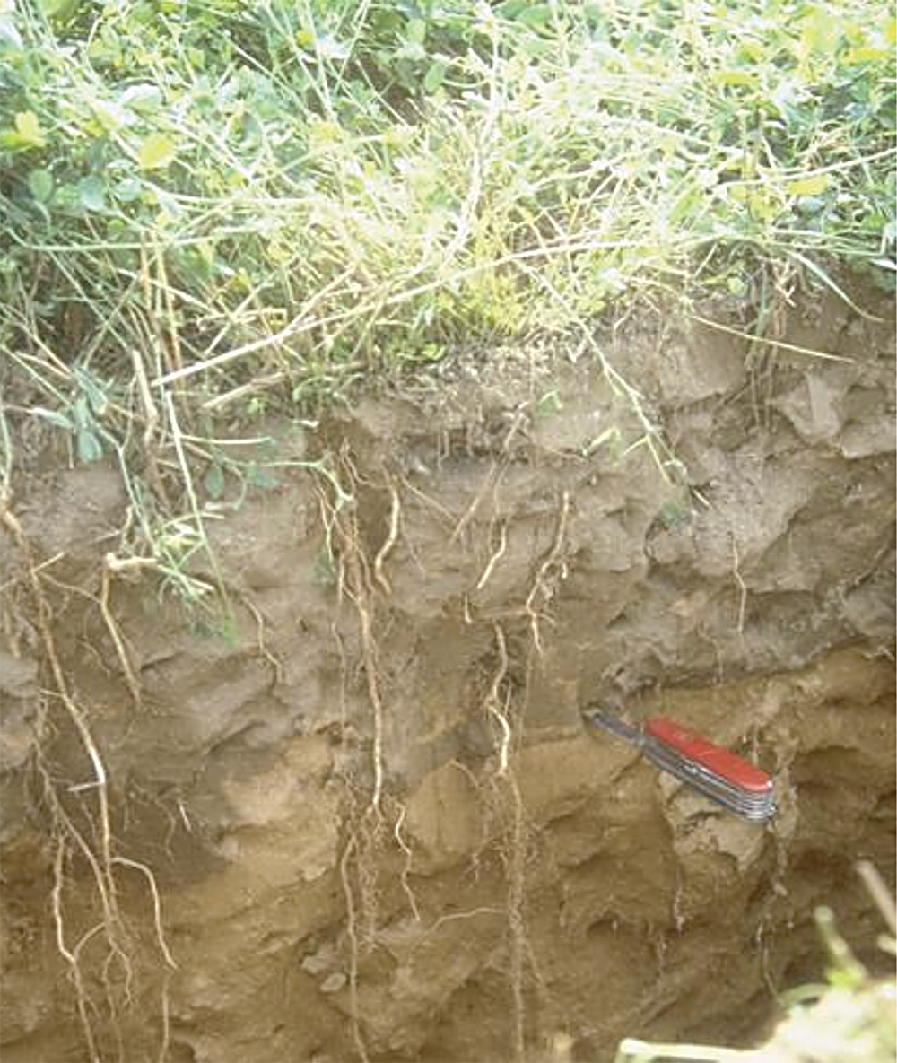 deep alfalfa grass roots