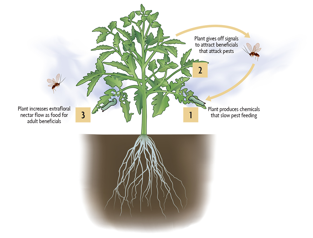 plant defense strategies
