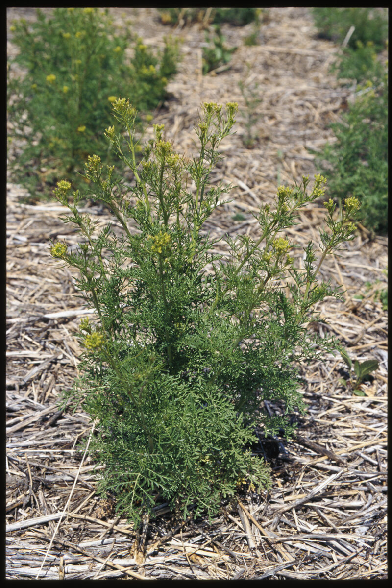 Flixweed plant in flower