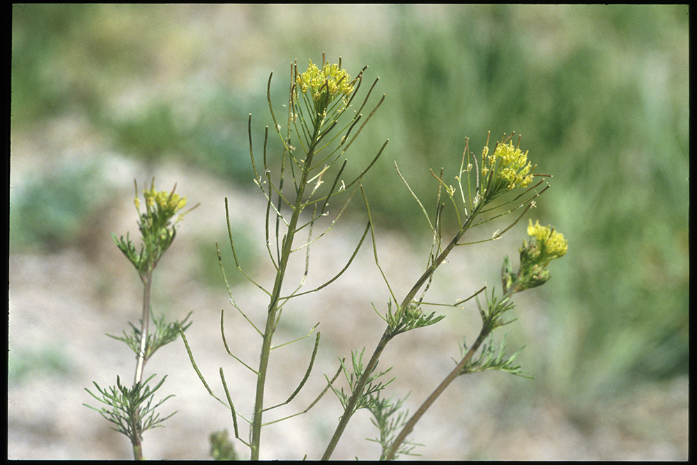 Flixweed seed pods