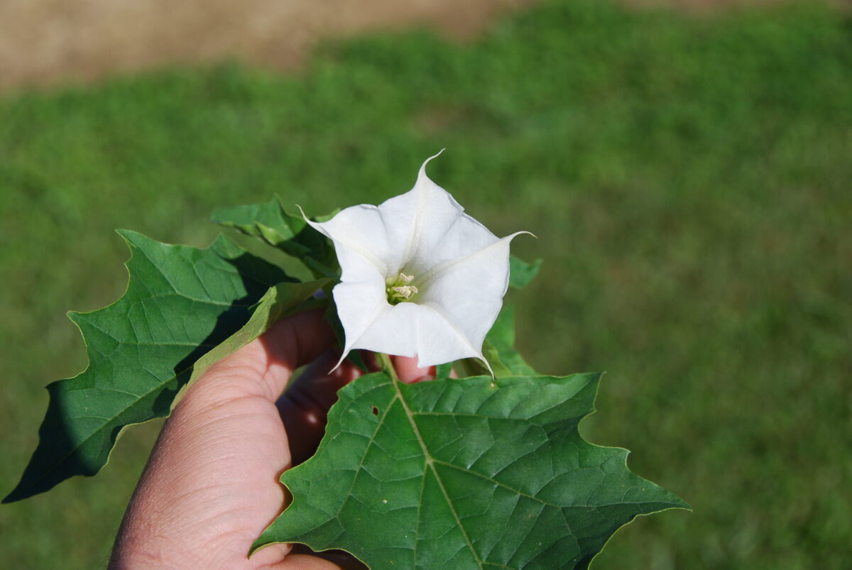 Jimsonweed flower