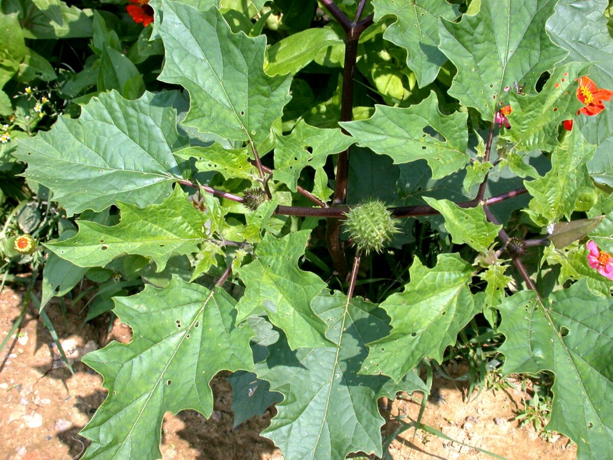 Jimsonweed plant with immature fruit