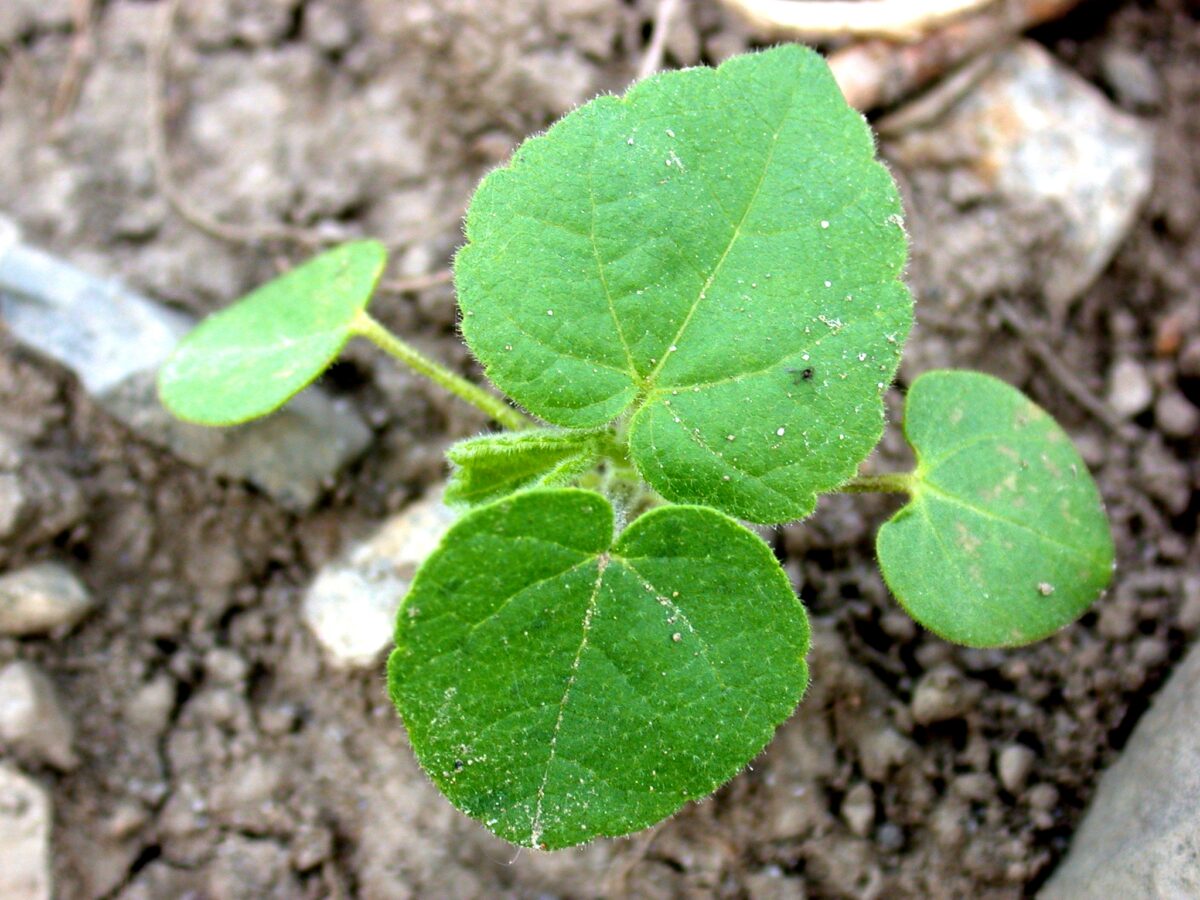 Green Velvetleaf seedling sprouting from the ground