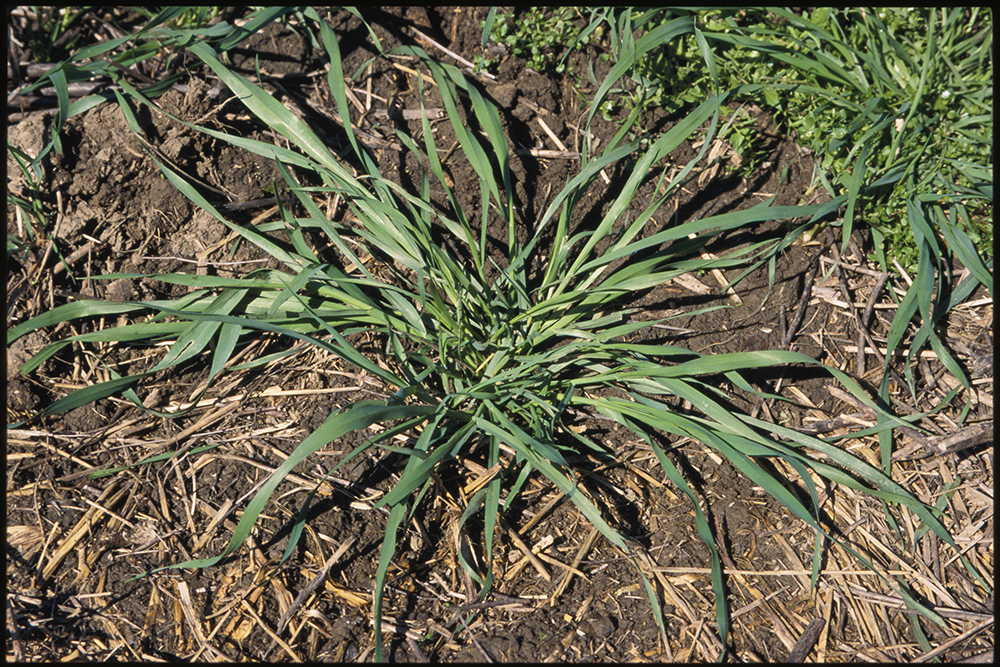 Wild oat young plant